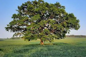 Der Baum image