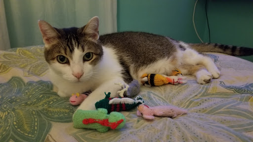 Pet Supply Store «Munchies Natural Pet Foods», reviews and photos, 2896 W Bay Dr, Belleair Bluffs, FL 33770, USA