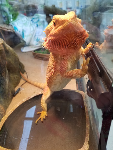 Pet Supply Store «Pet Barn», reviews and photos, 12675A NW Cornell Rd, Portland, OR 97229, USA