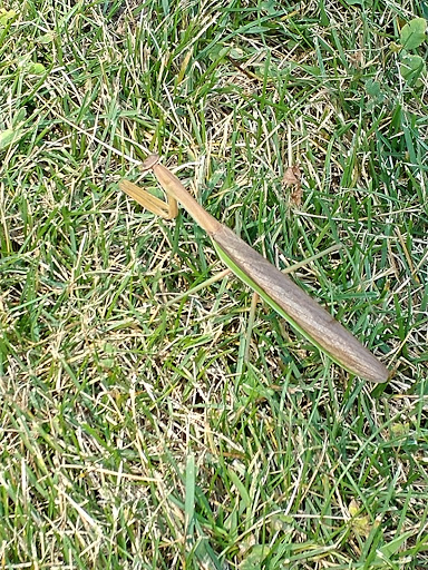 Park «Vogelei Park & Barn», reviews and photos, 650 W Higgins Rd, Hoffman Estates, IL 60169, USA