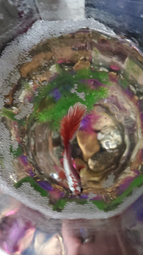 Pet Supply Store «Petco Animal Supplies», reviews and photos, 891 NE D St, Grants Pass, OR 97526, USA