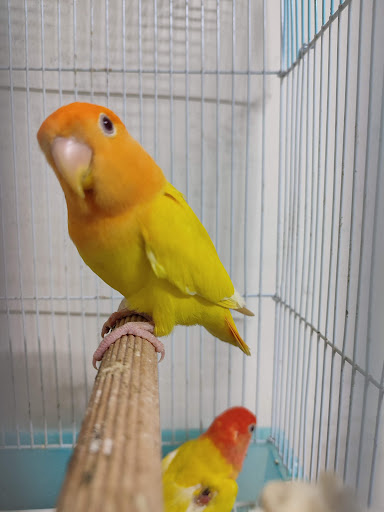 Caiquemania