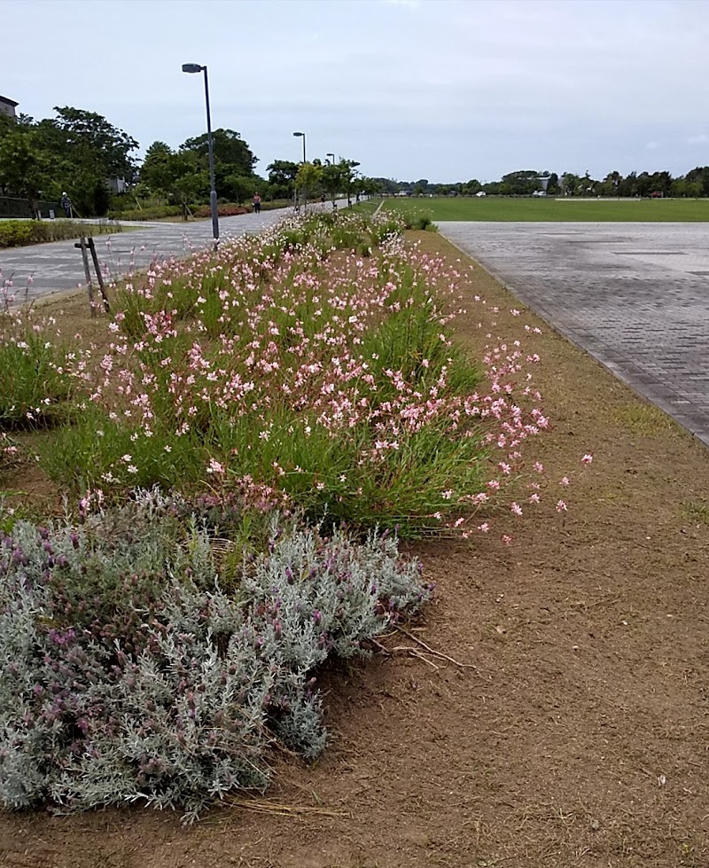 多目的広場(旭文化の杜公園)