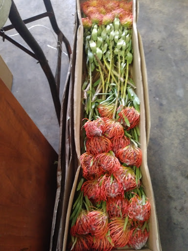 Florist «The Flower Place», reviews and photos, 860 NE 79th St, Miami, FL 33138, USA