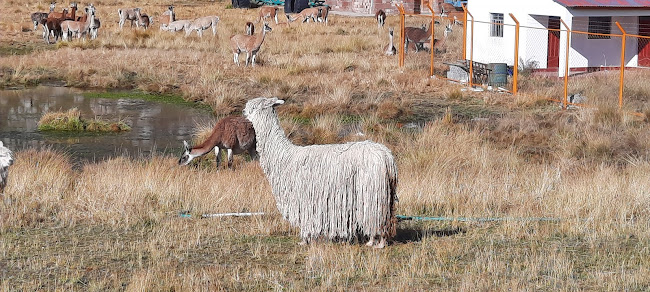 Campo Ferial Rancas - Huancayo