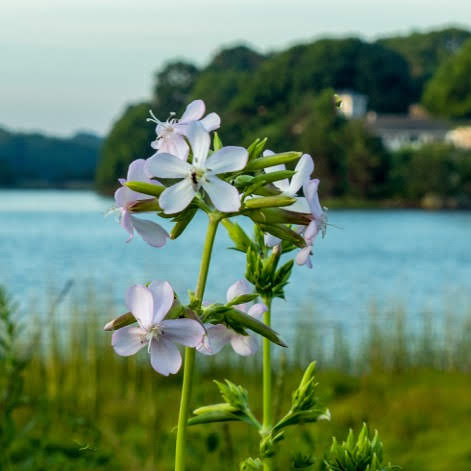 Park «Forge Pond Park», reviews and photos, 245 King St, Hanover, MA 02339, USA