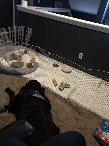 Animal Shelter «The Humane Society of Greater Kansas City», reviews and photos