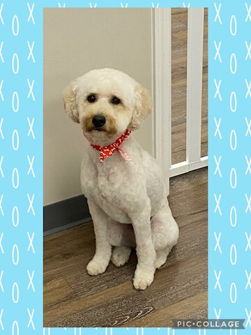 Clippity Doo Dog Grooming Salon