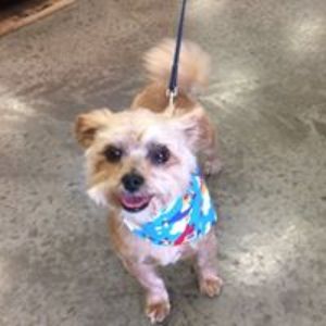 Pet Supply Store «All Pet & Equine Supply», reviews and photos, 1120 Porter Wagoner Blvd, West Plains, MO 65775, USA