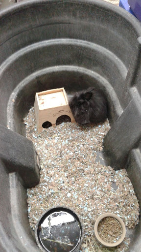 Pet Store «Southside Pet Shop», reviews and photos, 7031 Southside Dr, Louisville, KY 40214, USA