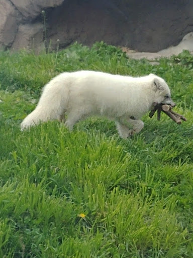 Zoo «Arctic Ring of Life», reviews and photos, 8450 W 10 Mile Rd, Royal Oak, MI 48067, USA