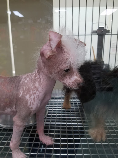 Pet Store «Petland», reviews and photos, 2123 Old Hudson Rd, St Paul, MN 55119, USA