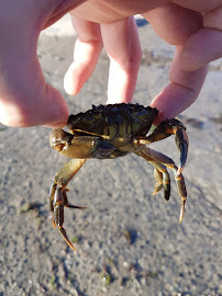 Produits de la mer du Bar-restaurant à huîtres Les Viviers du Logeo dégustation d'huitres naturels et vente a emporter à Sarzeau - n°13