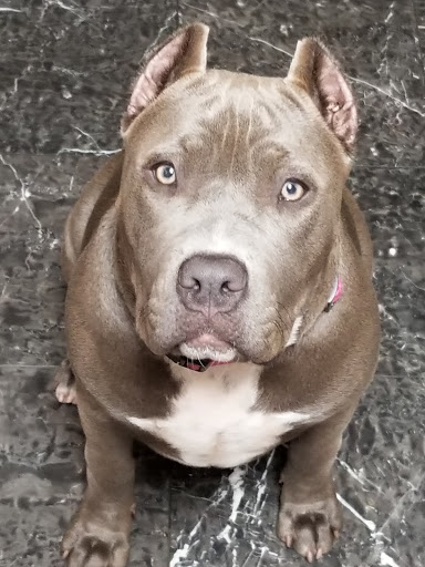 Pet Supply Store «Pet Supreme», reviews and photos, 12823 Foothill Blvd, Sylmar, CA 91342, USA