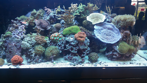 Pet Store «Aquarium», reviews and photos, 6410 Papermill Pl Way, Knoxville, TN 37919, USA