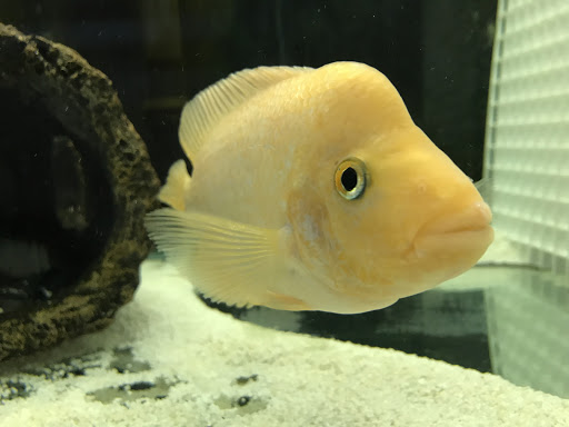 Aquarium «Cichlid World», reviews and photos, 27843 Ford Rd, Garden City, MI 48135, USA