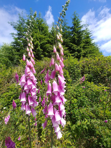 Golf Course «Highland Golf Course», reviews and photos, 2200 1st St, Cosmopolis, WA 98537, USA