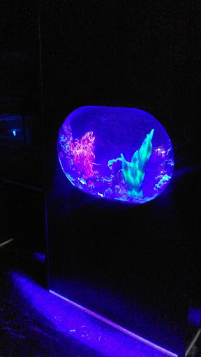 Aquarium «Crystal Reef Aquariums», reviews and photos, 311 Pass Rd, Gulfport, MS 39507, USA