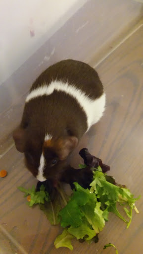 Florist «Variety Florist», reviews and photos, 45 2nd Ave, Bay Shore, NY 11706, USA