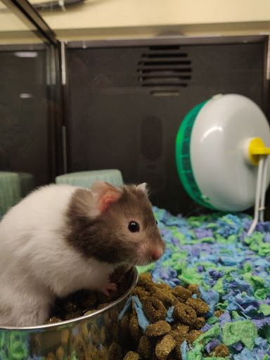 Pet Supply Store «PetSmart», reviews and photos, 1705 Mall of Georgia Blvd, Buford, GA 30519, USA