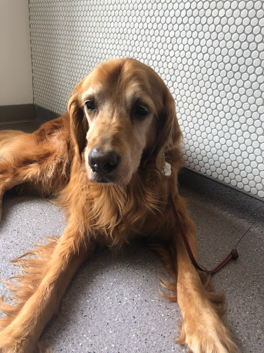 Pet Groomer «Bubbly Paws Dog Wash & Grooming», reviews and photos, 949 Grand Ave, St Paul, MN 55105, USA