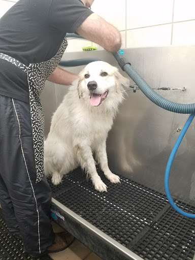 Pet Supply Store «Pet Supplies Plus», reviews and photos, 713 Brandilynn Blvd, Cedar Falls, IA 50613, USA