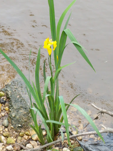 Park «Bicentennial Riverfront Park», reviews and photos, 301 E Hydraulic St, Yorkville, IL 60560, USA