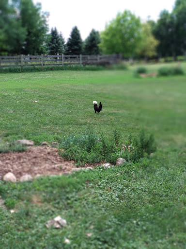 History Museum «Living History Farms», reviews and photos, 11121 Hickman Rd, Urbandale, IA 50322, USA