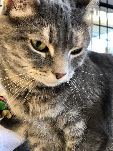 Pet Store «Pet Valu», reviews and photos, 2290 Central Park Ave, Yonkers, NY 10701, USA