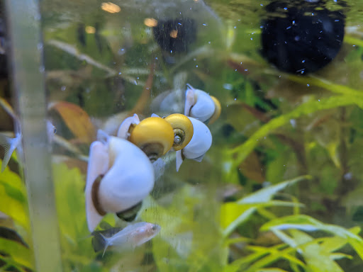 Pet Supply Store «PetSmart», reviews and photos, 10363 Fairway Dr, Roseville, CA 95678, USA