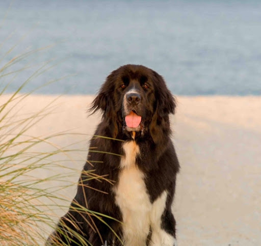 Pet Supply Store «PetSmart», reviews and photos, 1070 Iyannough Rd, Hyannis, MA 02601, USA