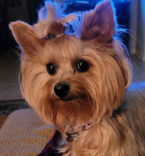 Pet Store «PetSmart», reviews and photos, 6545 North Grand Parkway West Suite 104, Spring, TX 77389, USA