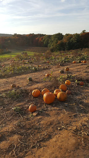 Tourist Attraction «Sunflower Maze», reviews and photos, South St, Middlefield, CT 06455, USA