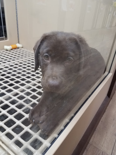 Pet Store «Petland», reviews and photos, 5470 Dixie Hwy, Fairfield, OH 45014, USA