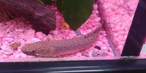 Pet Supply Store «Pet Valu», reviews and photos, 325 Cross Roads Blvd, Cold Spring, KY 41076, USA