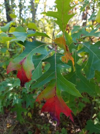 Park «Millennium Park», reviews and photos, 300 Gardner Street, West Roxbury, MA 02132, USA