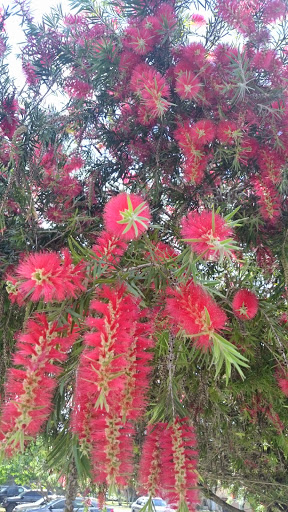 Golf Club «Miami Springs Golf & Country Club», reviews and photos, 650 Curtiss Pkwy, Miami Springs, FL 33166, USA