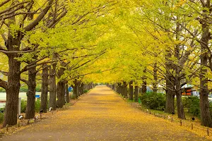 Gingko Tree Avenue image