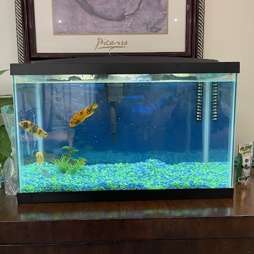 Pet Store «Animal Pet Shop Corporation», reviews and photos, 10843 SW 40th St, Miami, FL 33165, USA