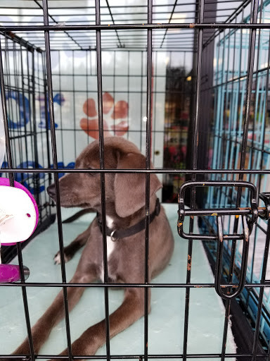 Pet Supply Store «Yummy Tummy Pet Supply», reviews and photos, 27149 185th Ave SE, Covington, WA 98042, USA