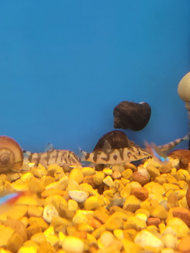 Pet Supply Store «Petco Animal Supplies», reviews and photos, 22000 Dulles Retail Plaza #110, Sterling, VA 20166, USA