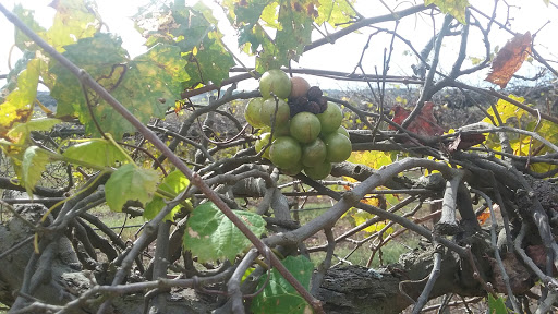 Vineyard «Lakeridge Winery & Vineyards», reviews and photos, 19239 US-27, Clermont, FL 34715, USA