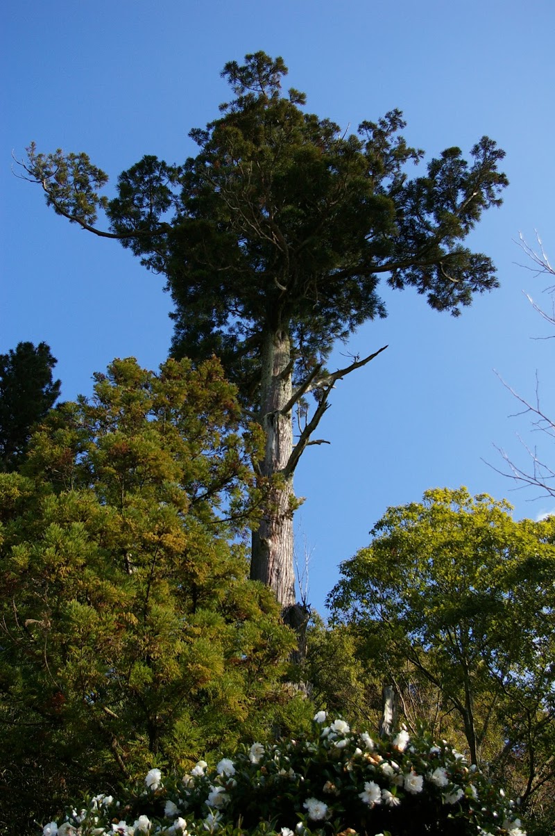 中之庄町の堂の杉