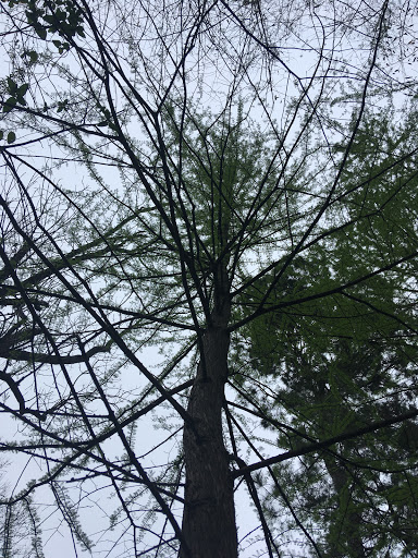 Non-Profit Organization «Houston Audubon Society», reviews and photos, 440 Wilchester Blvd, Houston, TX 77079, USA