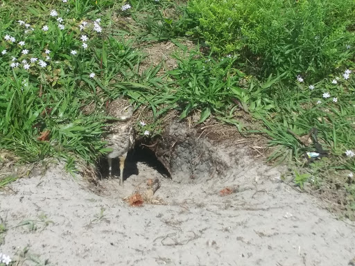 Park «Plantation Heritage Park», reviews and photos, 1100 S Fig Tree Ln, Plantation, FL 33317, USA