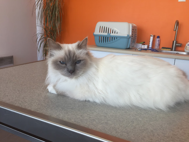 Opinii despre Cabinet Vétérinaire Médico Chirurgical des Coteaux în Pau - Vétérinaire