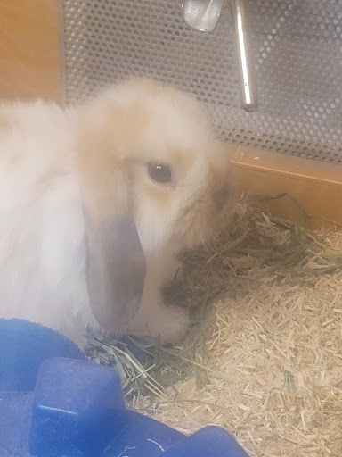 Pet Store «Animal Ark», reviews and photos, 175 S 500 E St, American Fork, UT 84003, USA