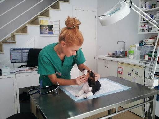 Clinica Veterinaria Minipatitas en Estremera