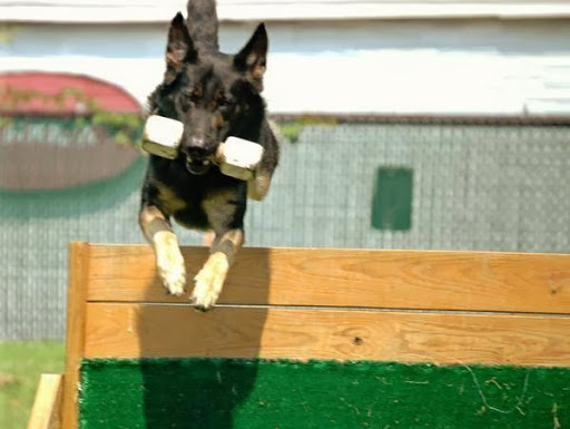 Dog Trainer «K-9 Koncepts Dog Training, Grooming, Boarding, Pet Store», reviews and photos, 4520 North Point Blvd, Sparrows Point, MD 21219, USA