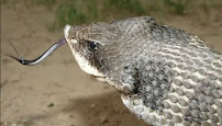 Herpetological Surveys llc - Photo 3 - Car repair in , New Haven